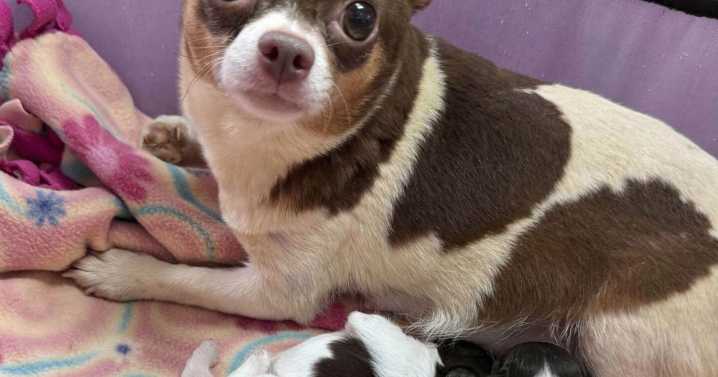 Rescatan a 101 perros en condiciones insalubres de una casa en Carolina del Norte
