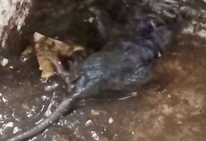 Jay’s Soul Food restaurant in Ashford given zero-star food hygiene rating after rotting rodent found