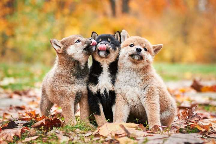11 Irresistible Dog Breeds With Zesty Charm