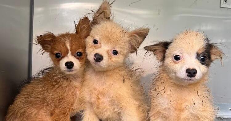 101 dogs rescued from apparent 'puppy mill' in North Carolina home, rescue group says