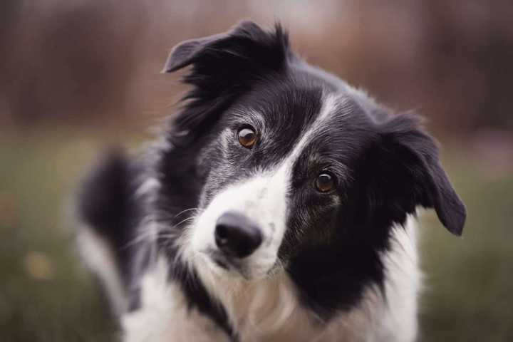 13 Reasons Dogs Make The Best Listeners