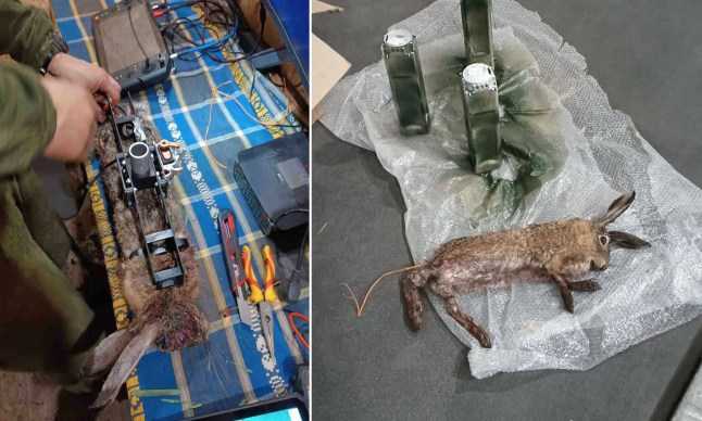 Explosives hidden in animal carcasses used in new warfare tactic in Ukraine