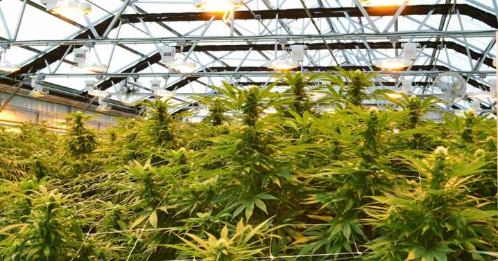 Missouri regulators set to expand marijuana testing protocols
