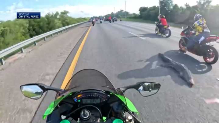 Alligator on I-4 causes motorcyclists to crash: 'I flipped over the handlebars'