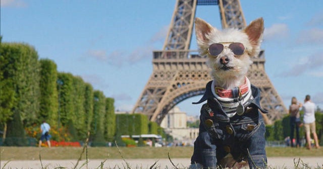 Pet stars of Instagram