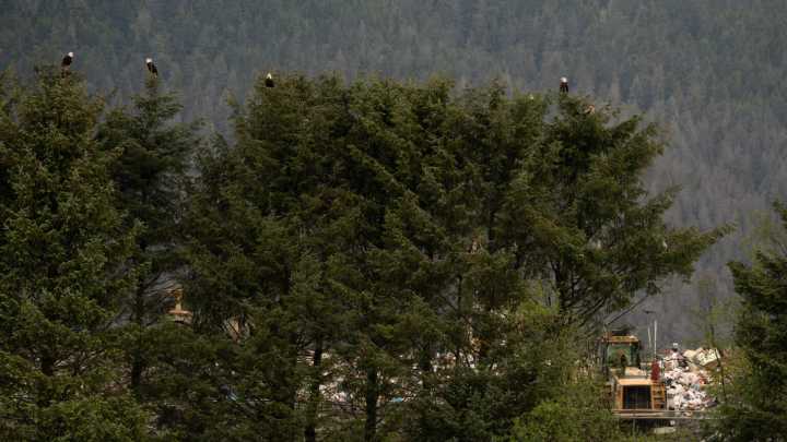 Where do Juneau’s bald eagles go in the winter?
