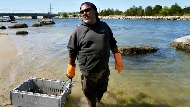 Green crabs and knotweed: How to eat four invasive species in RI
