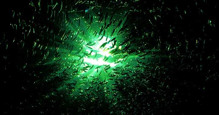 A Strange Darkness Is Spreading Throughout the Oceans
