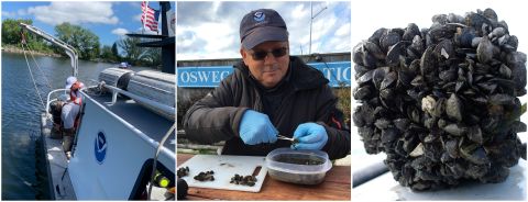 Study of invasive mussels finds PFAS is nearly everywhere in the Great Lakes