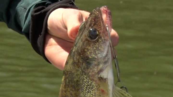 DNR Seeking People to Serve on Fisheries Input Groups for 2 Area Lakes