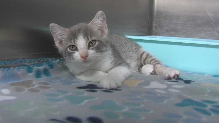 Beaumont Animal Shelter reduces cat adoption fees to ease shelter overcrowding