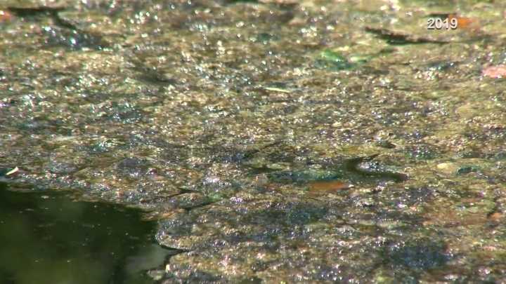 Austin to begin final phase of harmful algae reduction program on Lady Bird Lake