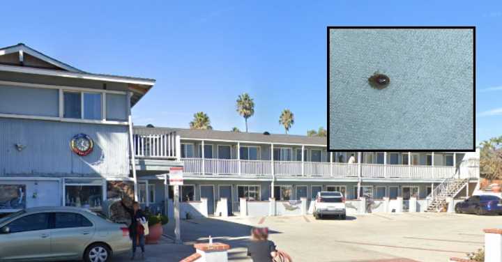 Guests at beachside hotel win $2 million judgement after rooms were infested with bed bugs