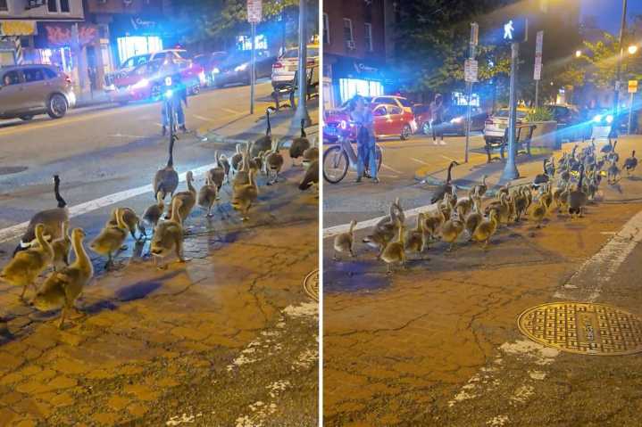 People flocking to gander at captivating Jersey City geese gang
