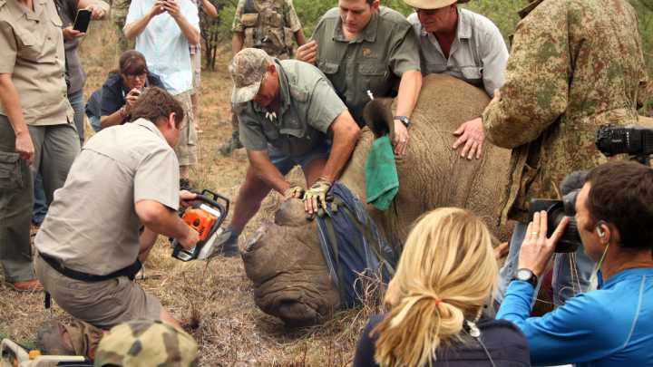 Dehorning rhinos sharply cuts poaching, study finds