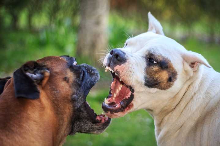 Three-state Dogfighting Ring Members Are Going to Jail