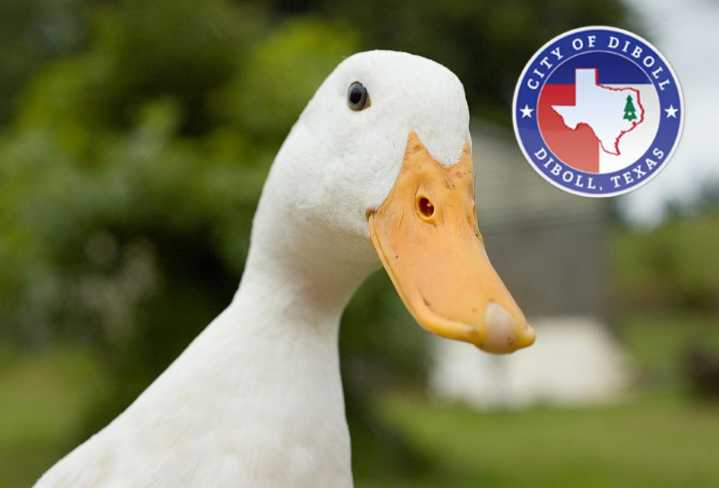 Diboll Community Rallies For Injured Duck
