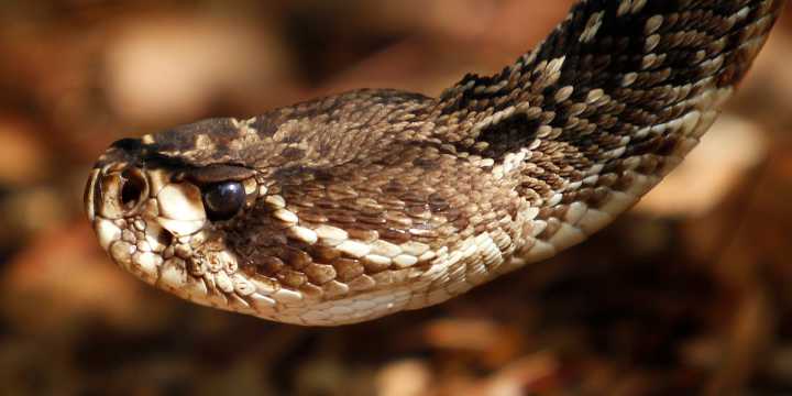 SAFETY ALERT: It’s snake season – What if you run into one?