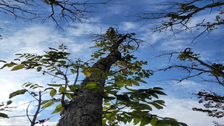 The arts aren't a luxury; other ways to handle Ash trees: Your letters