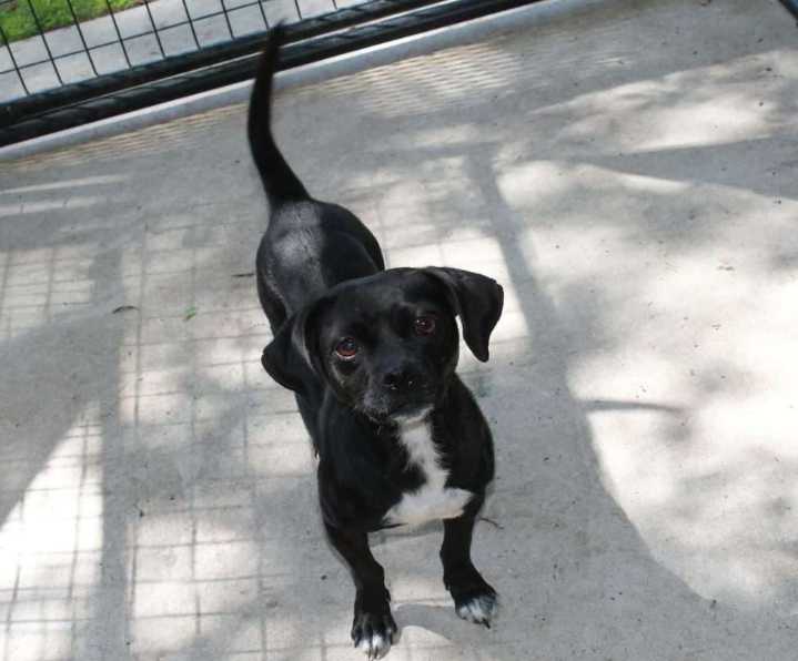 DARKHORSE DOGS: Meet May, The Sweetheart Who Wants To Be The Only Queen of Your Castle