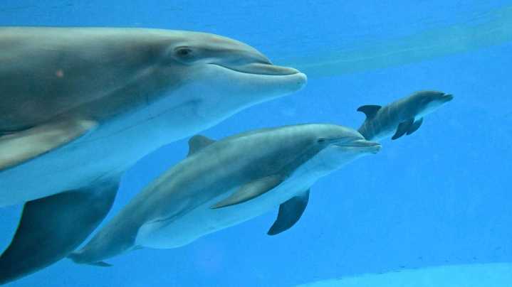 Video shows dolphin calf birth and first breath at Chicago zoo. Mom's friend helped