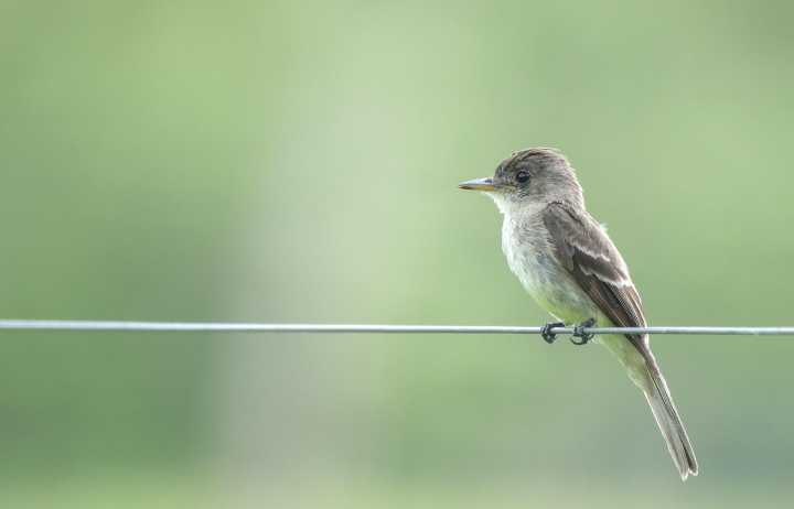 Costa Rica, un país de gran riqueza natural amenazado por el discurso antiambiental