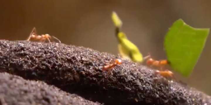 Seeing more ants? Experts share how to stop them