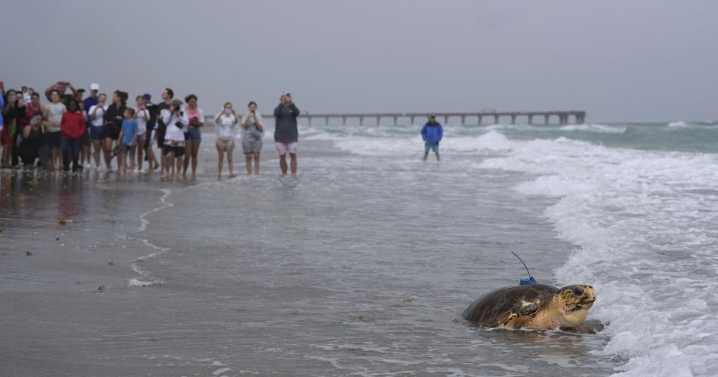 Dilly Dally the sea turtle returns to the ocean after flipper amputation