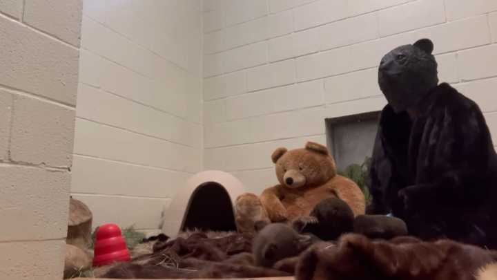 Orphaned bear cub cared for by humans dressed up as bears