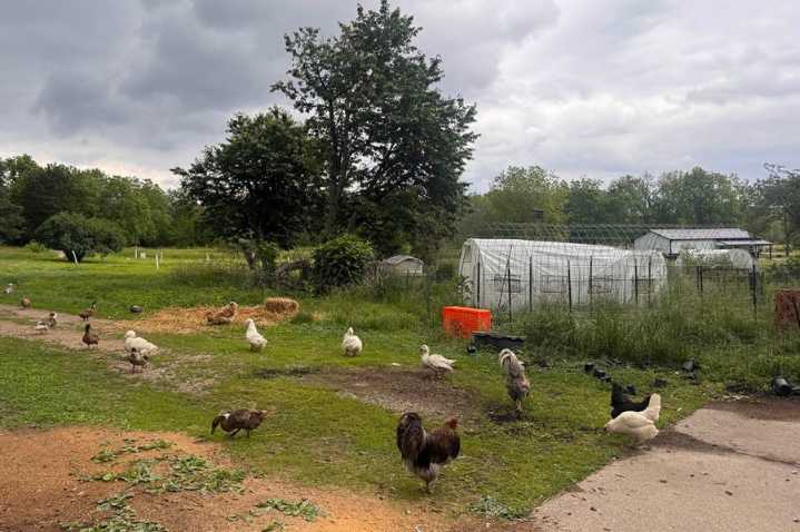 Illinois ‘chicken bill’ aims to boost small poultry farms, expand access to their products