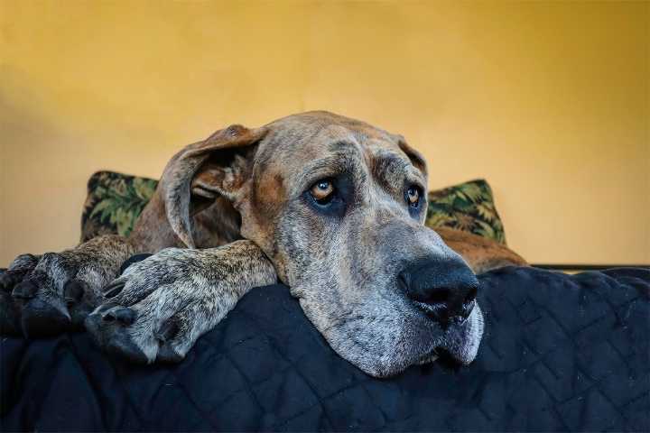 What Makes These 9 Dog Breeds So Emotional?