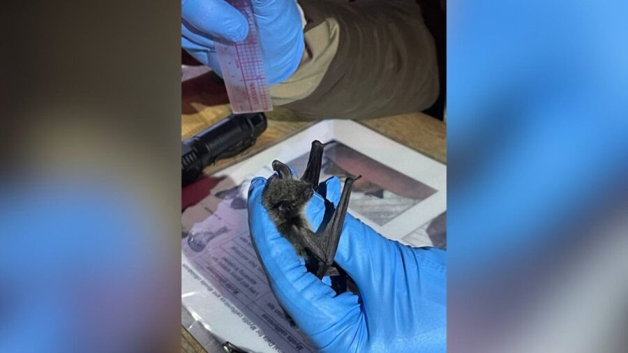 An Ogden bat tested positive for rabies. Here’s what you should do