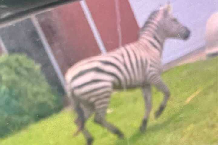Pet Zebra Escapes Home, Causing Chaos on Tennessee Interstate