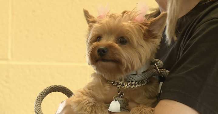 Pet Resource Center, Independence shelter partner on monthly low