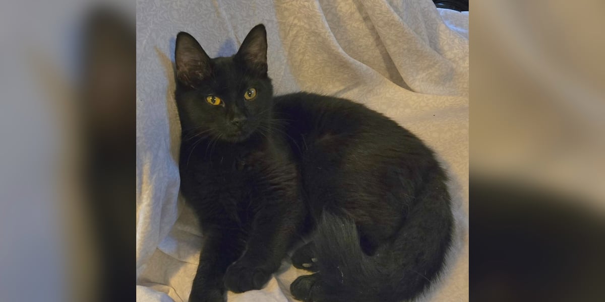 Saving Graces 4 Felines: Meet Sport