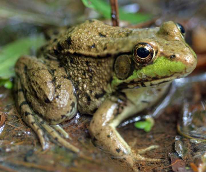 How to turn down the volume and protect wildlife in your yard and garden