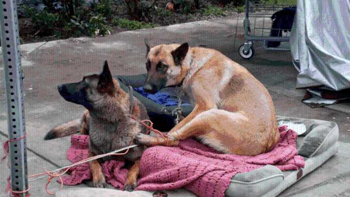 Neglected, abused and overbred: The dogs of L.A.'s Skid Row