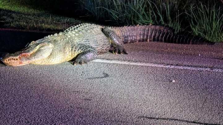 Peachtree City’s Famous Gator Flat Creek Floyd Killed in Hit