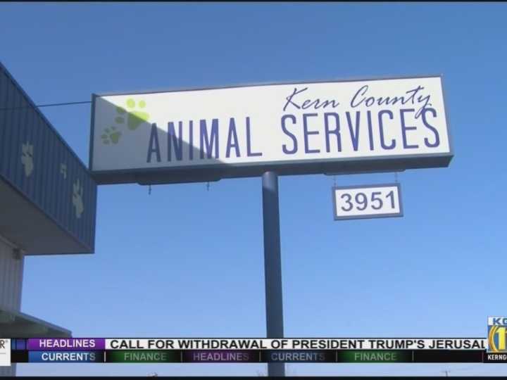 Kern County Animal Services to offer fee-waived adoptions for 2nd annual Adopt