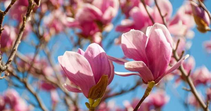 The £30 tree that will still bloom this summer and instantly brighten any garden