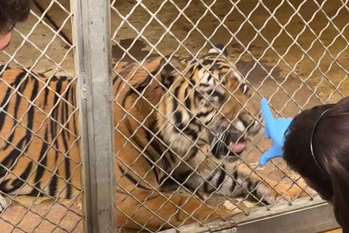 These zookeepers come face to face with the jungle’s most ferocious cat on the daily