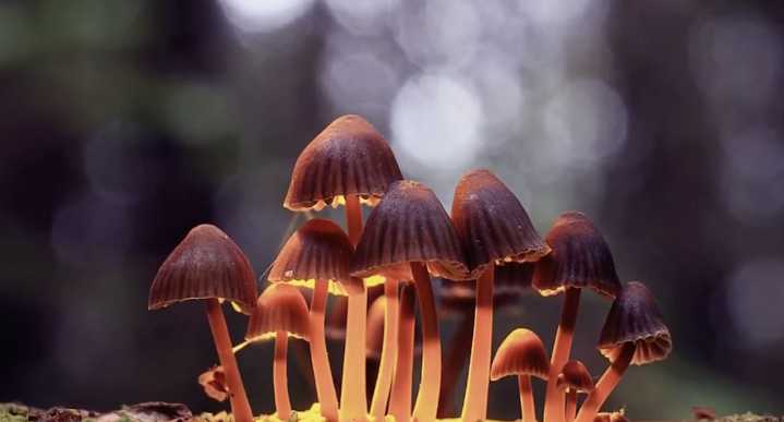 ‘Men, Mushrooms and Meaning’ event at Drop Thesis