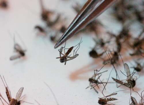 West Nile virus found in McHenry County mosquito