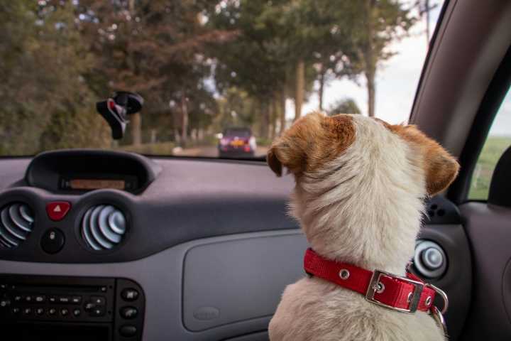Can You Break into a Hot Car to Save a Pet in Texas?