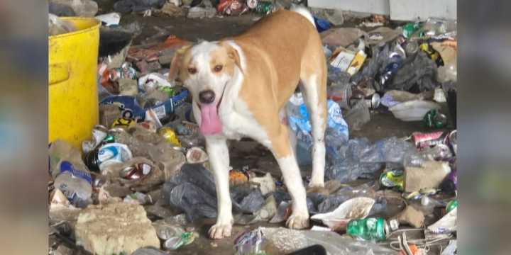 ‘I am not an animal abuser’ | Newport woman accused of animal cruelty speaks out