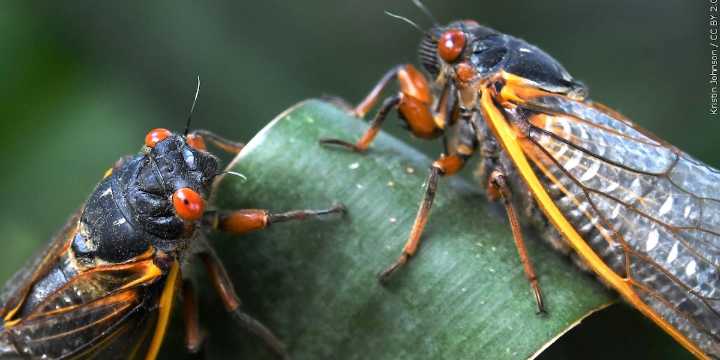 Good Question: Why aren’t we seeing more cicadas in Lexington?