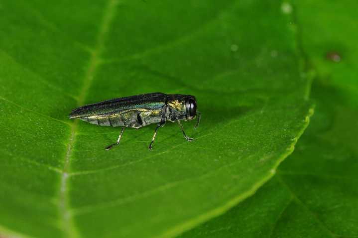 Bug season begins: Drought-stressed DC trees face new invasion