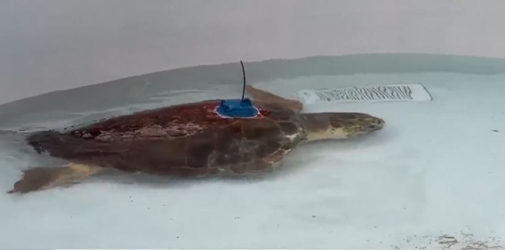 Subadult amputee sea turtle returns to ocean with help