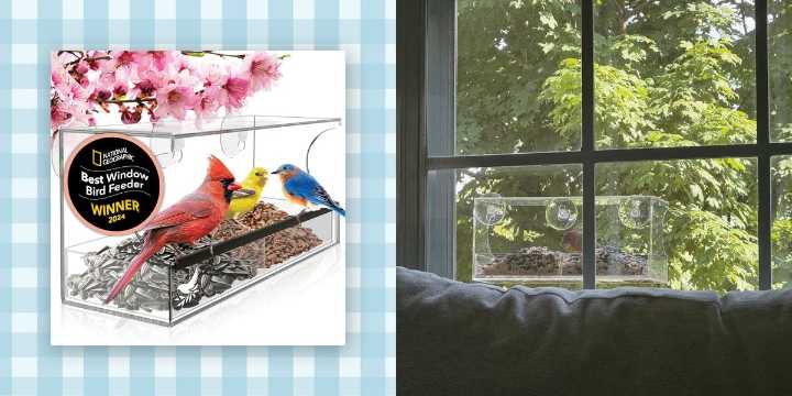 This Window Bird Feeder Has Made Me Actually Like Birds
