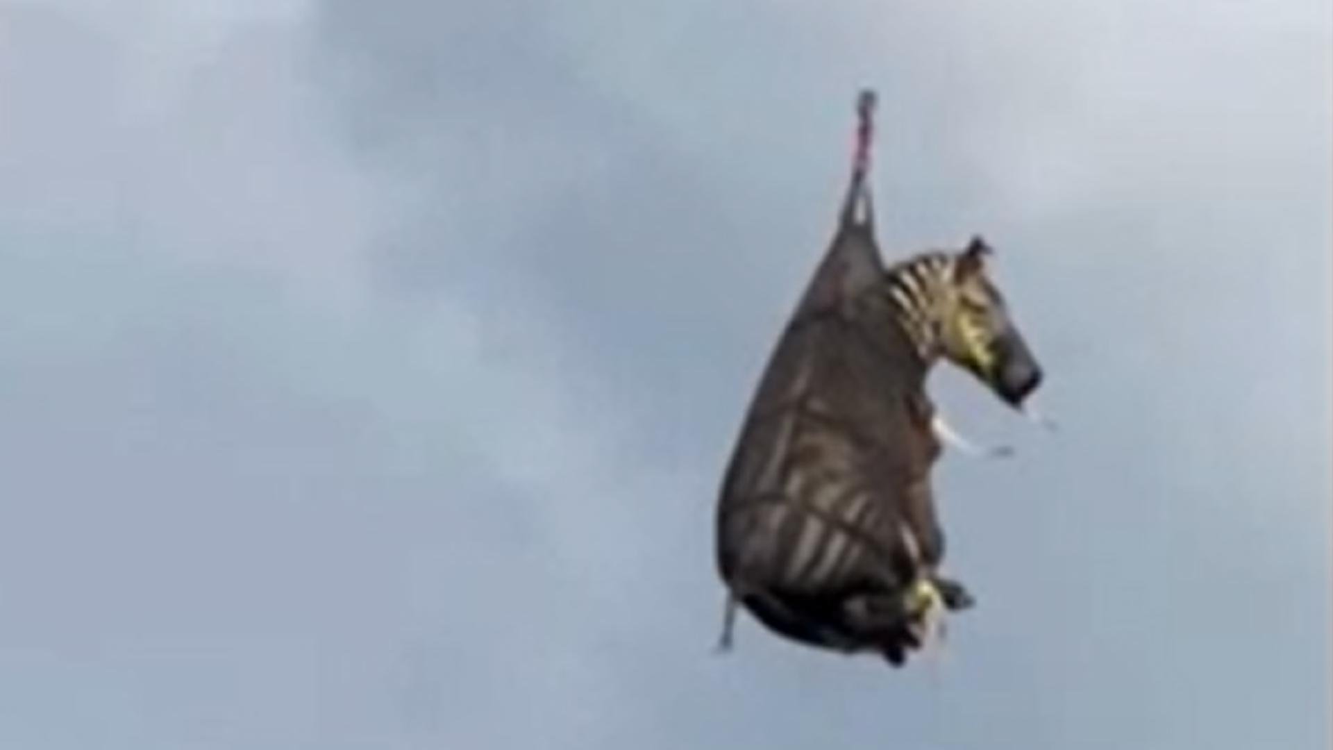 Runaway zebra located after over a week outside Nashville